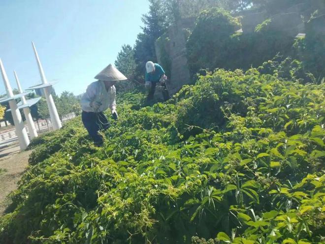 南宫NG·28炎炎夏日 绿化养护正忙时—“四加强”开启夏季园林绿化养护模式(图4)